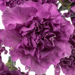 Nelke lila Moonlite 60cm