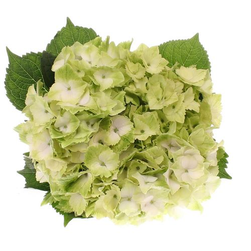 Hortensie weiss/grün Noblesse Bol 17cm 60cm