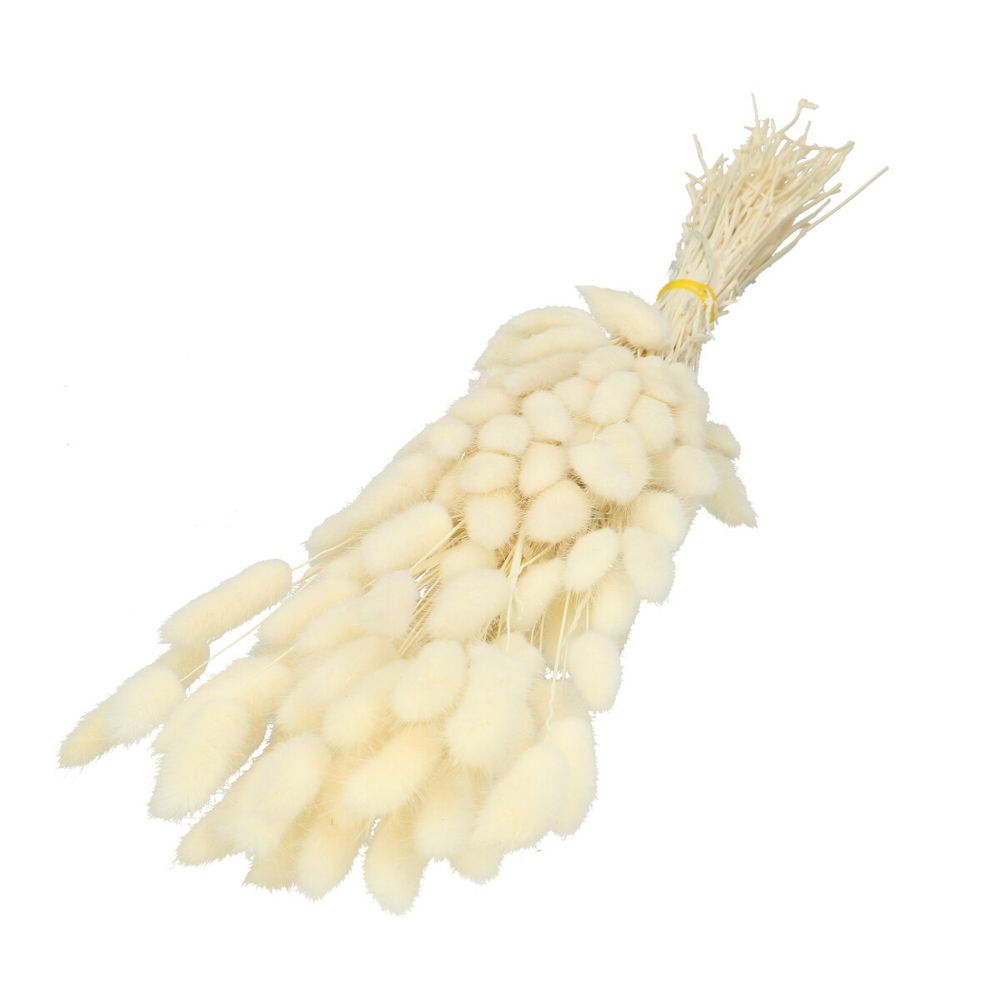 Trocken Lagurus gebleicht L60cm