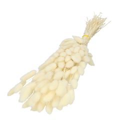Trocken Lagurus gebleicht L60cm