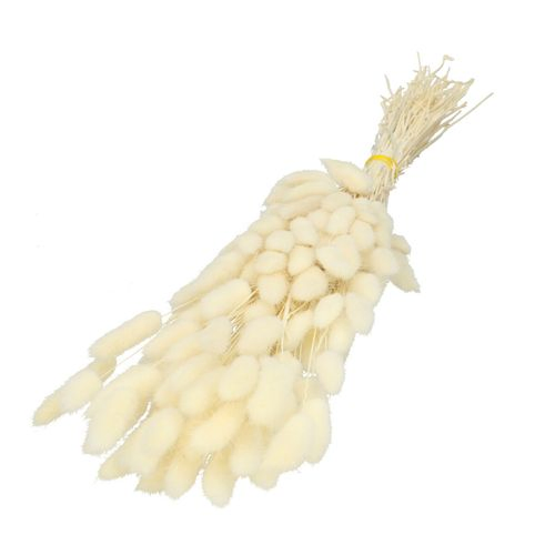 Trocken Lagurus gebleicht L60cm