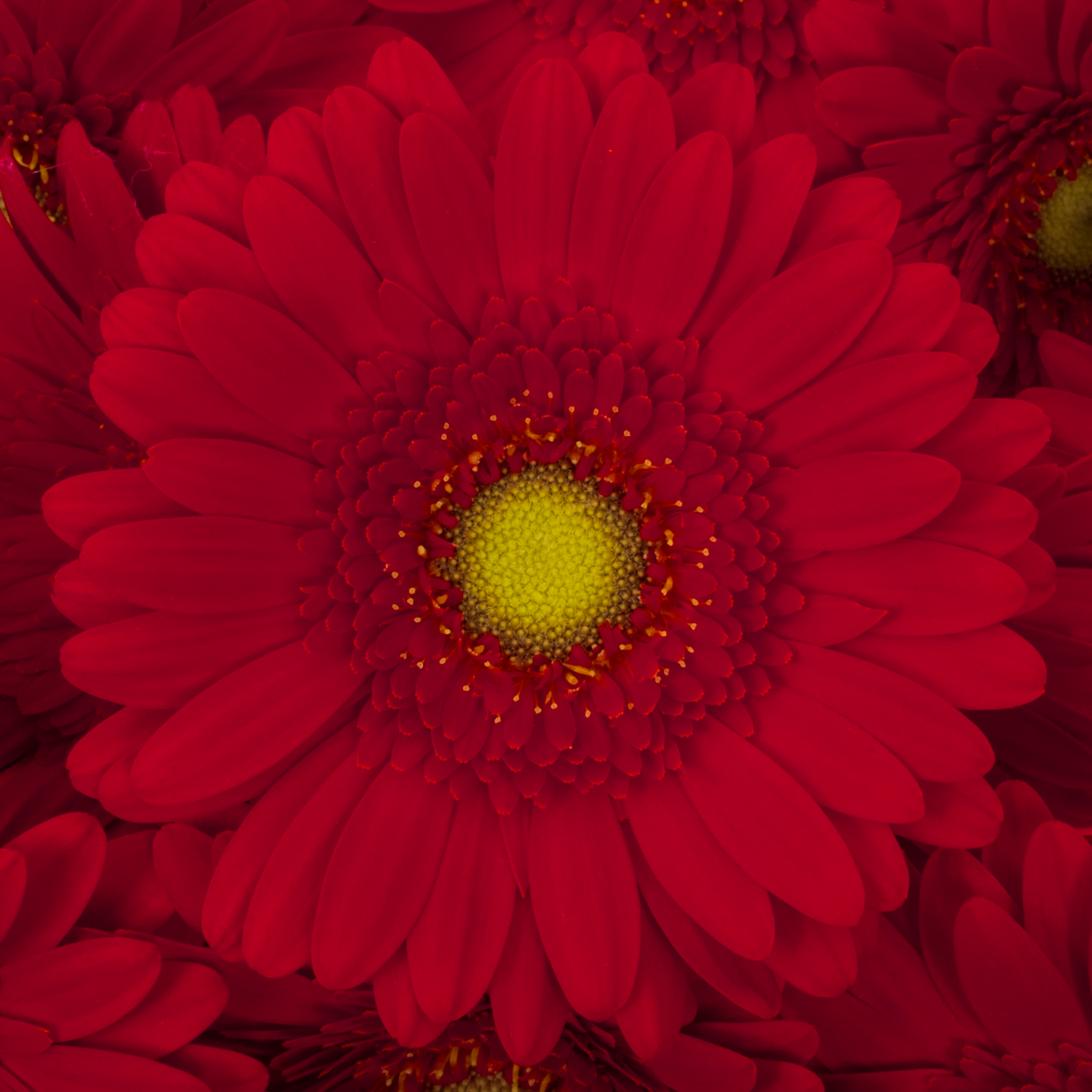 Germini rot Phoenix