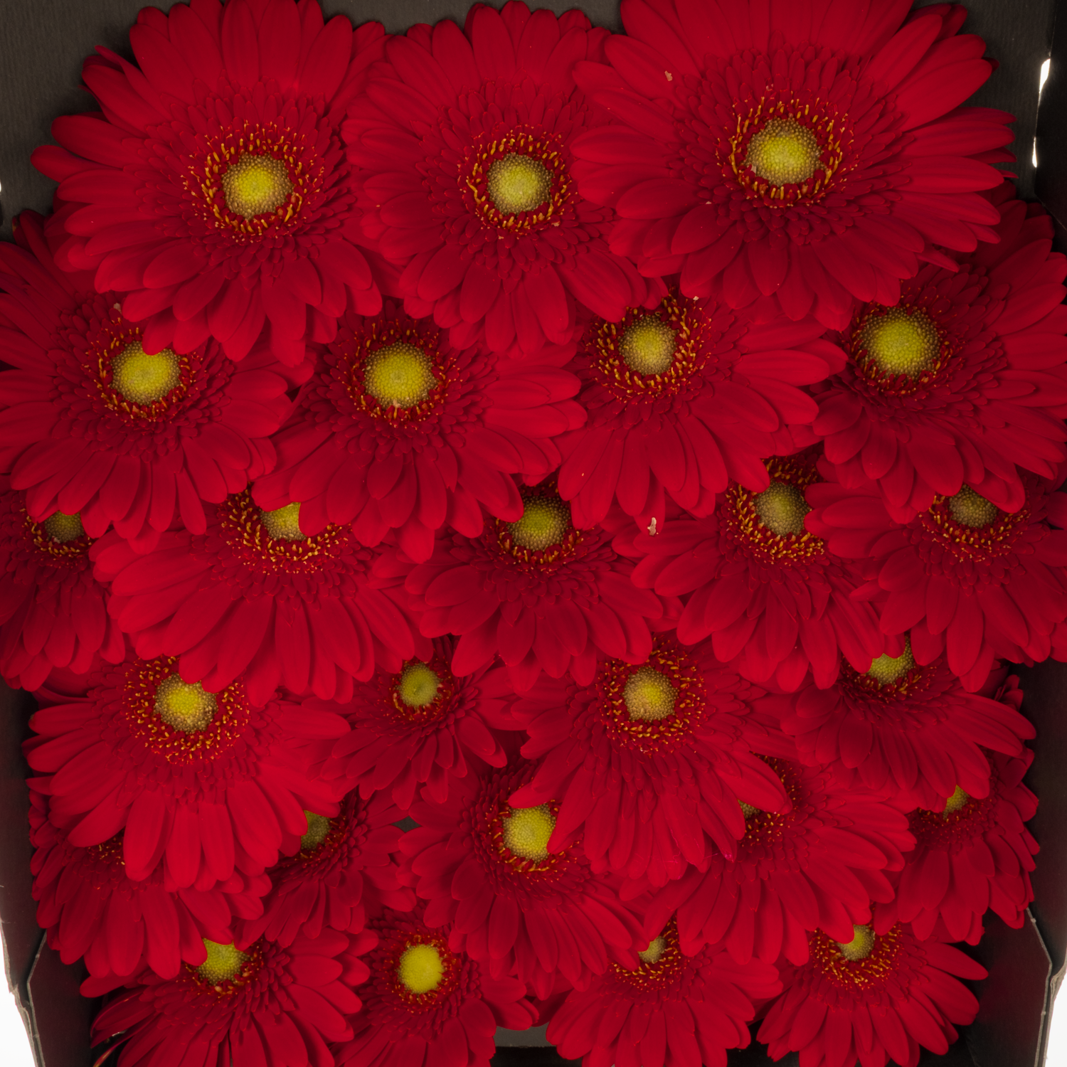 Germini rot Phoenix