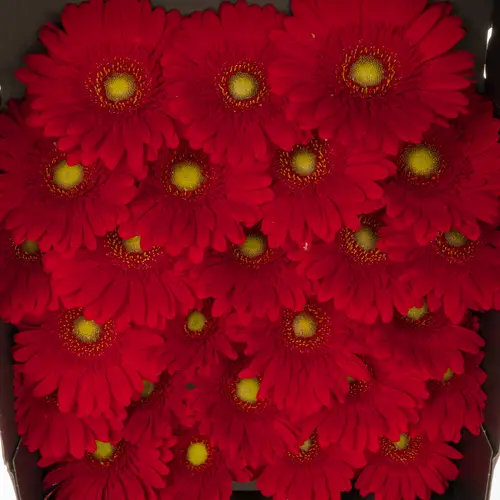 Germini rot Phoenix