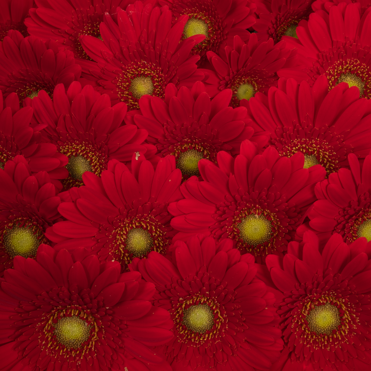 Germini rot Phoenix