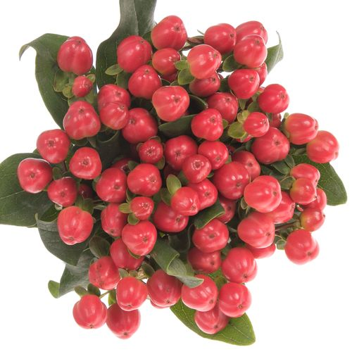 Hypericum rot Coco Tango 50cm