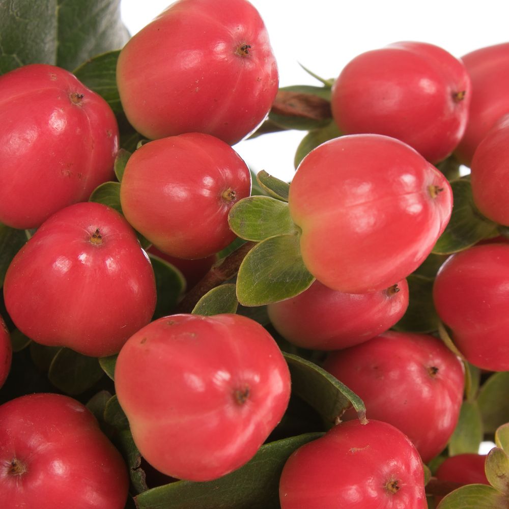 Hypericum rot Coco Tango 50cm