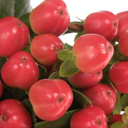 Hypericum rot Coco Tango 50cm