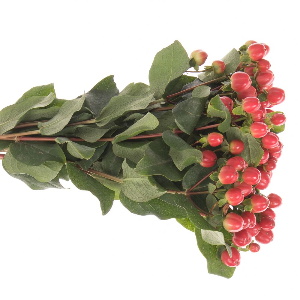 Hypericum rot Coco Tango 50cm