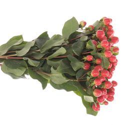 Hypericum rot Coco Tango 50cm
