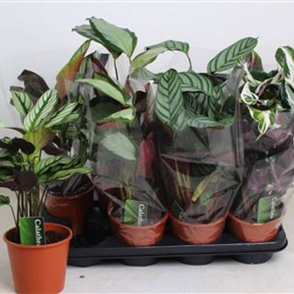 Calathea mix 3 Sorten Schnäpch.Von Uhr T14 H040