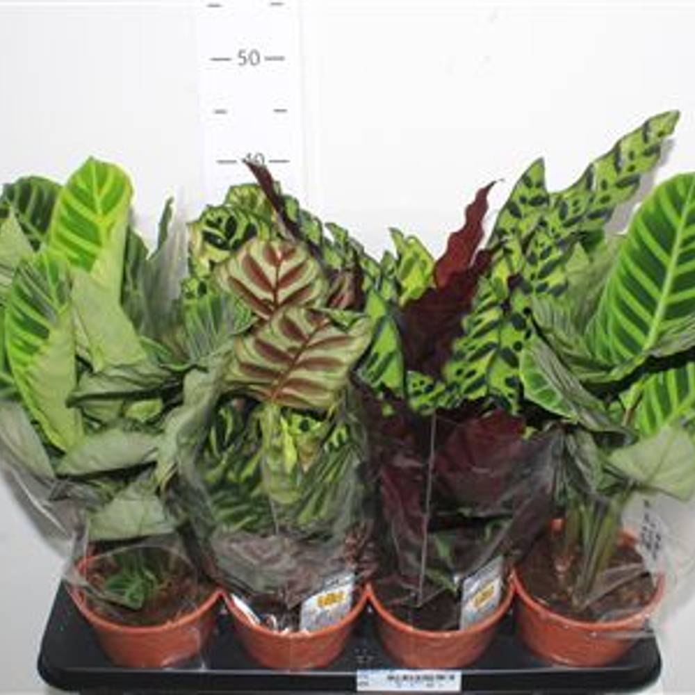 Calathea mix Schnäpch.von Uhr T14 H040