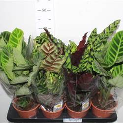 Calathea mix Schnäpch.von Uhr T14 H040