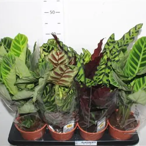 Calathea mix Schnäpch.von Uhr T14 H040