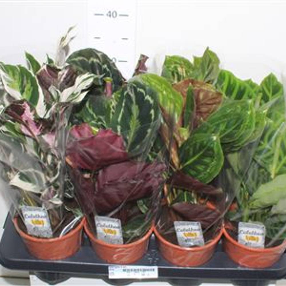 Calathea mix Schnäpch.Von Uhr T14 H045
