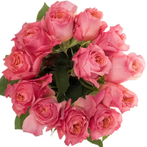 Rose hell rosa/apricot Victorian Secret 60cm