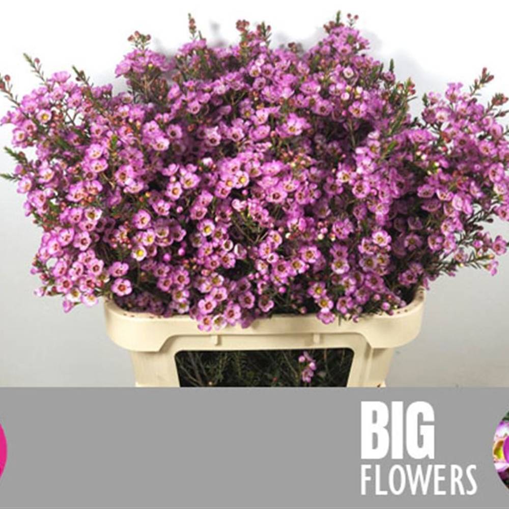 Wachsflower rosa Grand Adi 50 Gramm 80cm