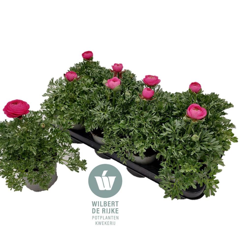 Ranunkel rosa T12 H022