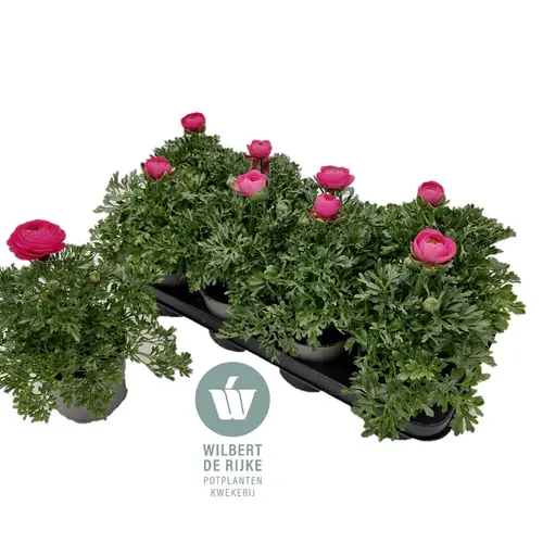 Ranunkel rosa T12 H022