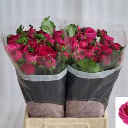 Ranunkel fuchsia  Sherry 45cm x 50