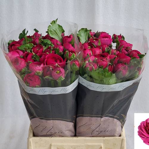 Ranunkel fuchsia  Sherry 45cm x 50