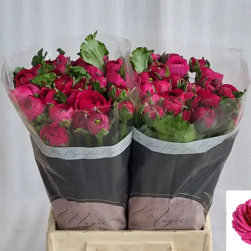 Ranunkel fuchsia  Sherry 45cm x 50