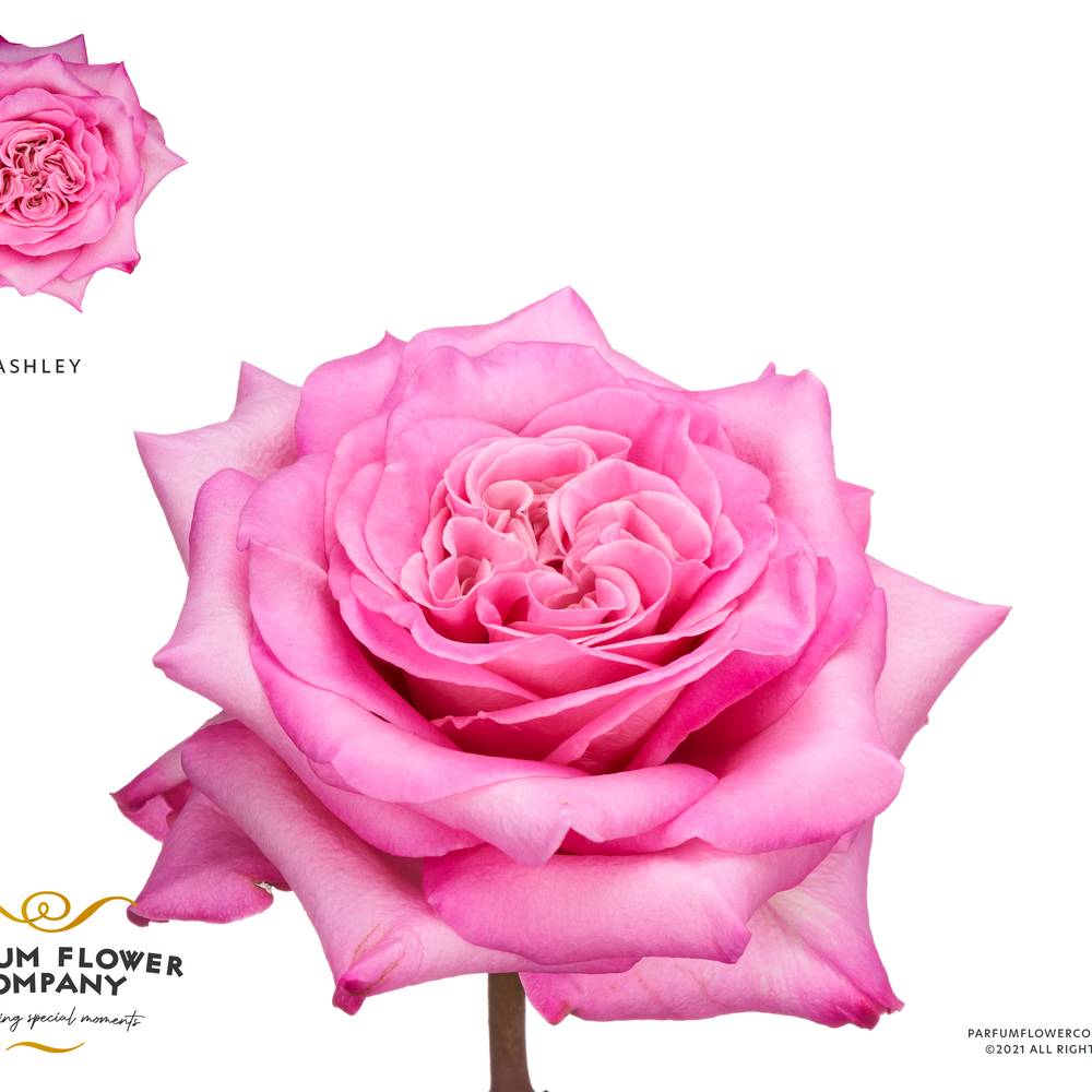 Rose rosa Ashley 50cm