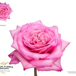 Rose rosa Ashley 50cm