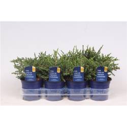Juniperus Repanda T11 H016