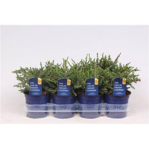 Juniperus Repanda T11 H016