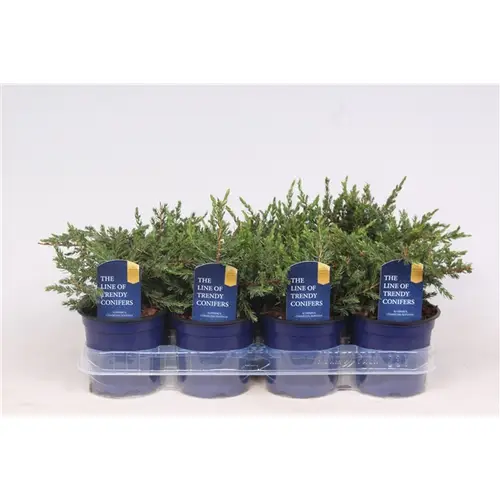 Juniperus Repanda T11 H016
