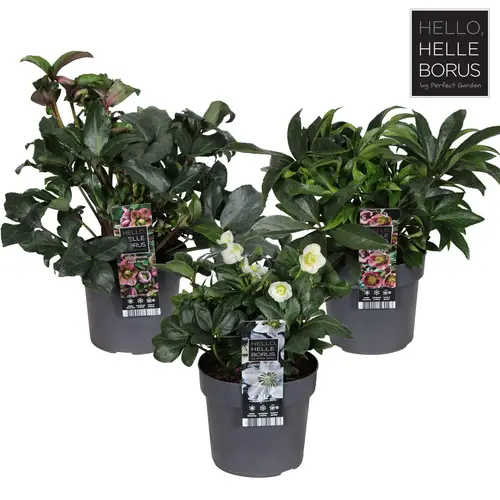 Helleborus mix T19 H045