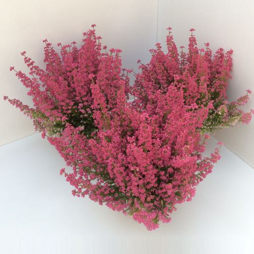 Erica Gracilis rot T11 H30