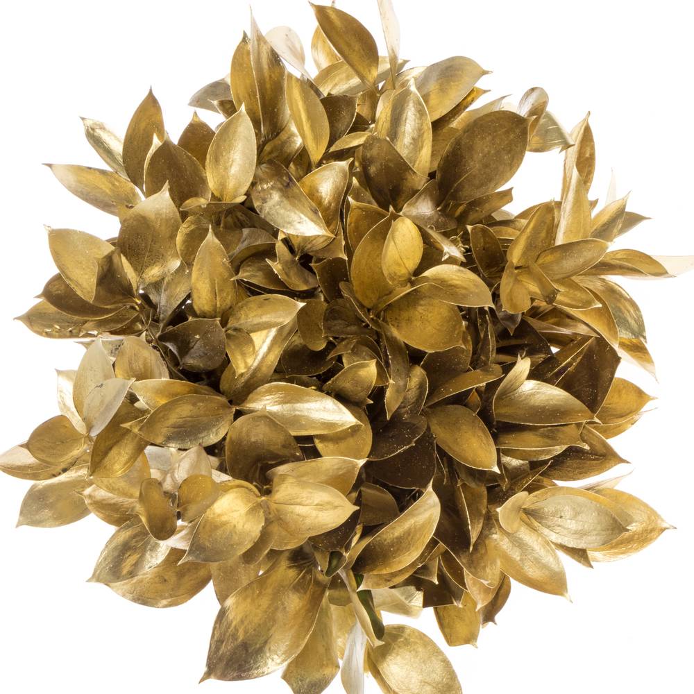 Ruskus gold gefärbt 60cm