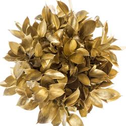 Ruskus gold gefärbt 60cm