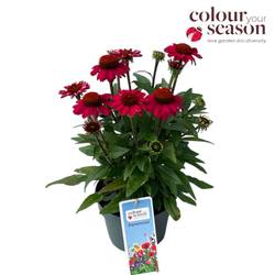 Echinacea rot Flirty T19 H050