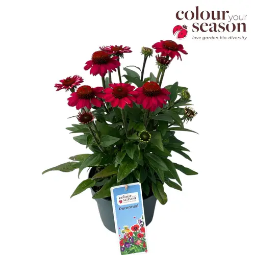 Echinacea rot Flirty T19 H050