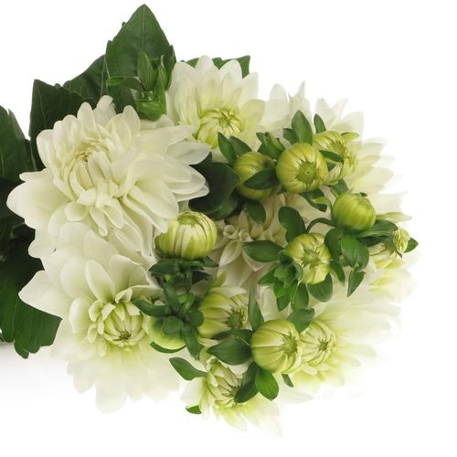 Dahlia weiss Maarten Zwaan 40cm