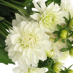 Dahlia weiss Maarten Zwaan 40cm