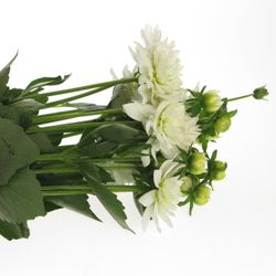 Dahlia weiss Maarten Zwaan 40cm
