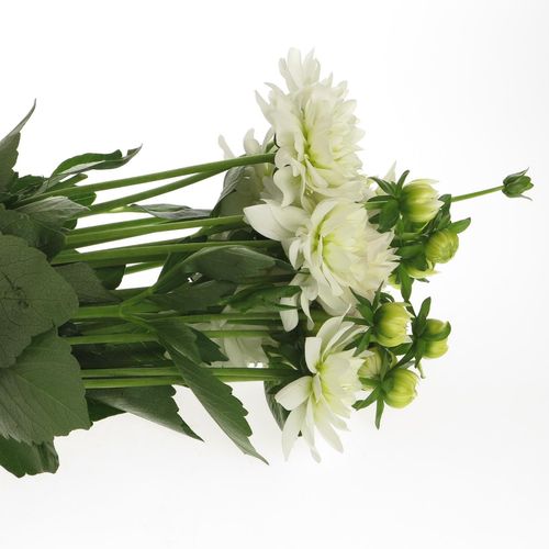 Dahlia weiss Maarten Zwaan 40cm