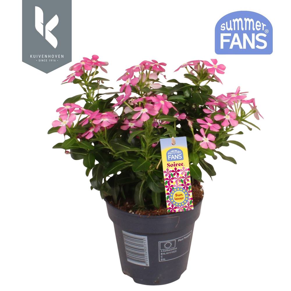 Catharanthus rosa Soiree T10,5 H022