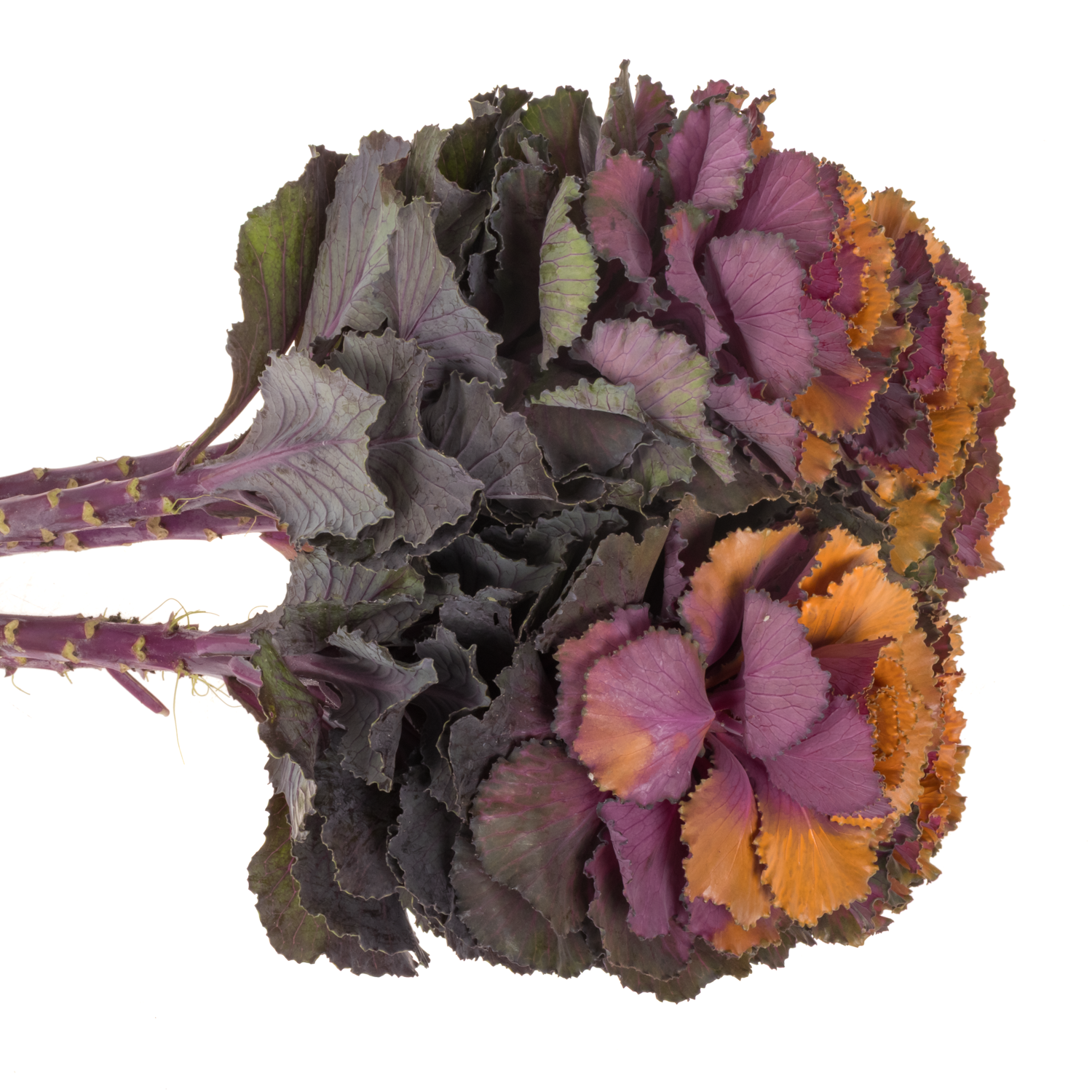 Zierkohl orange/lila  gefärbt 60cm