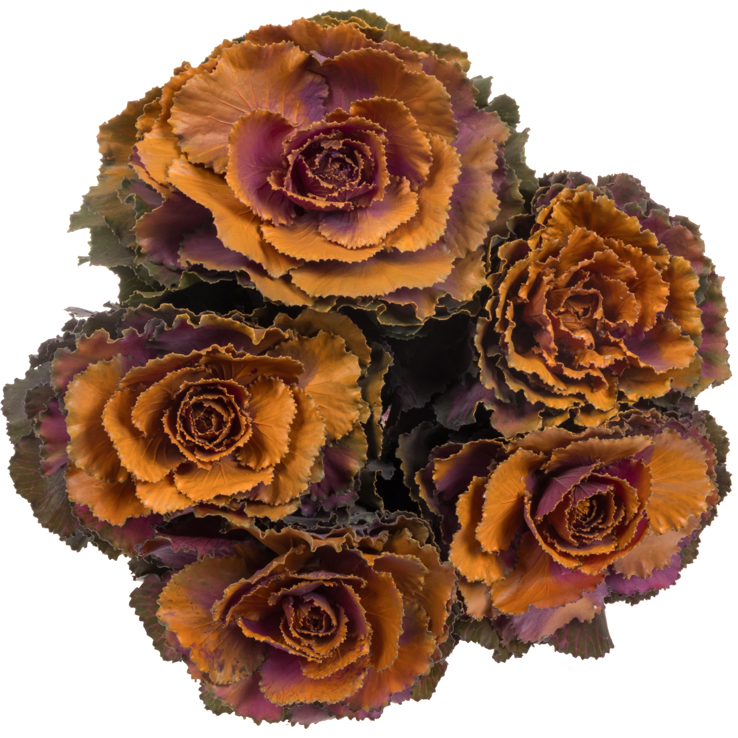 Zierkohl orange/lila  gefärbt 60cm