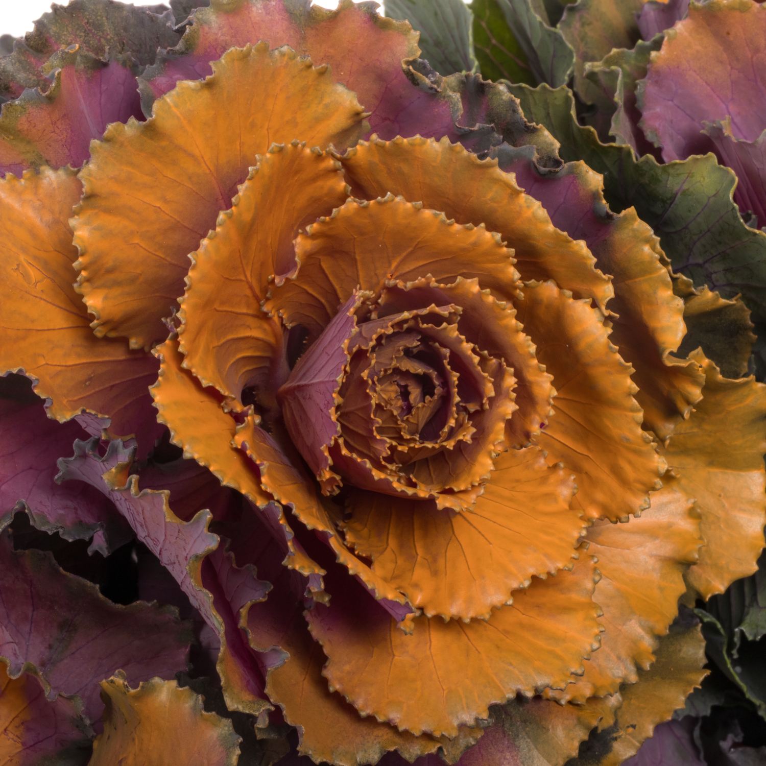 Zierkohl orange/lila  gefärbt 60cm