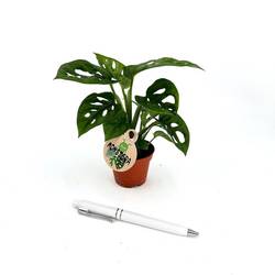 Monstera Obliqua T06 H10