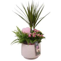 Dracaena.Arr PTVMB2235 T17 H050