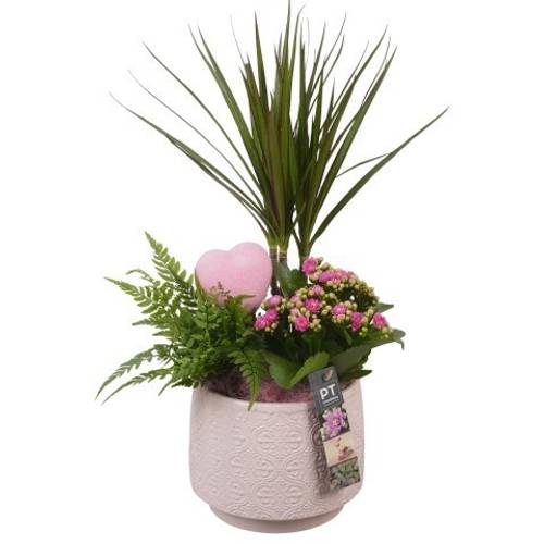 Dracaena.Arr PTVMB2235 T17 H050