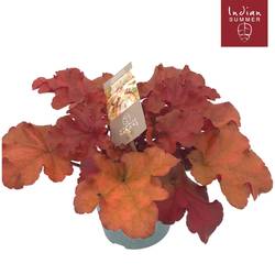 Heuchera rot Indian Summer T12 H025