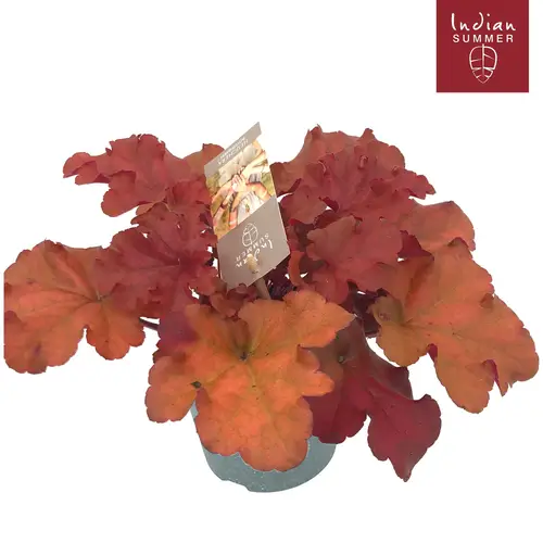 Heuchera mix Indian Summer T12 H025